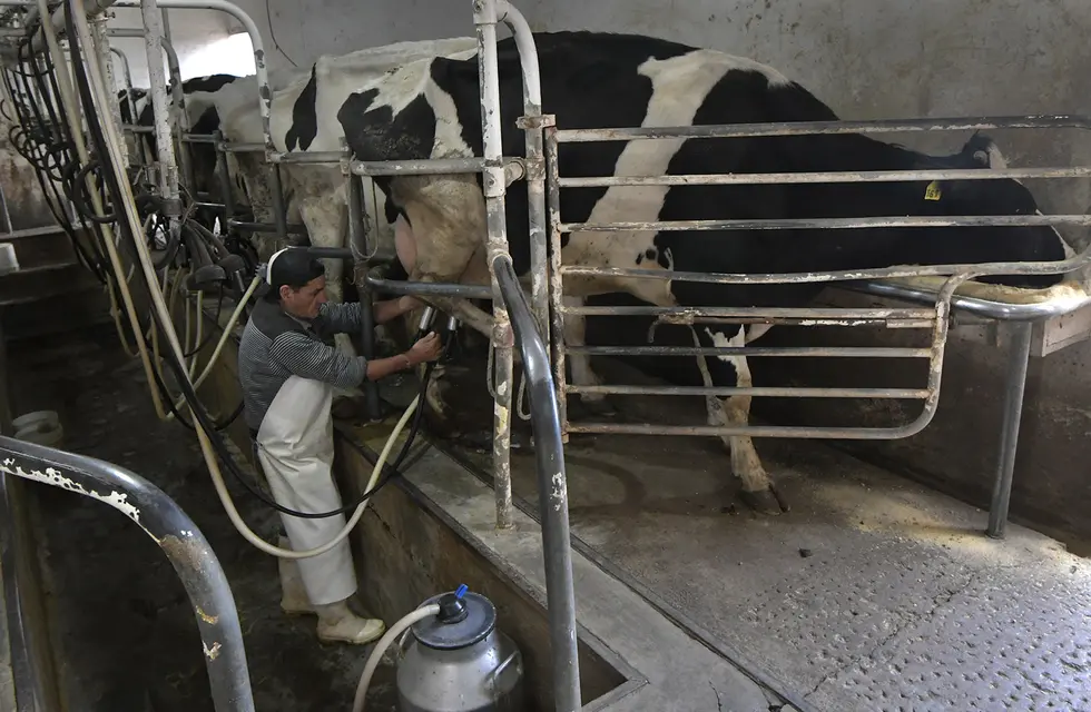 Un programa de ayuda económico para productores lecheros