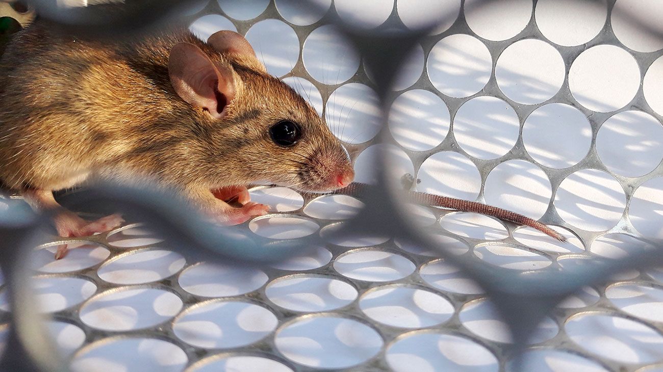 Hantavirus