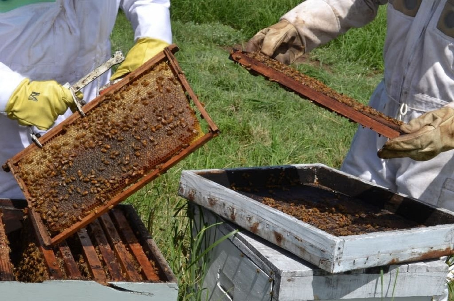 Nueva línea de financiamiento para productores apícolas
