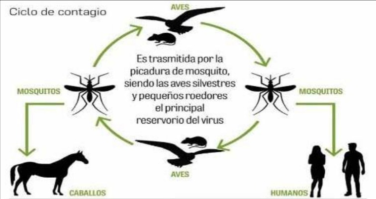 Se confirmó el primer caso de encefalitis equina en una persona del Distrito de Lincoln