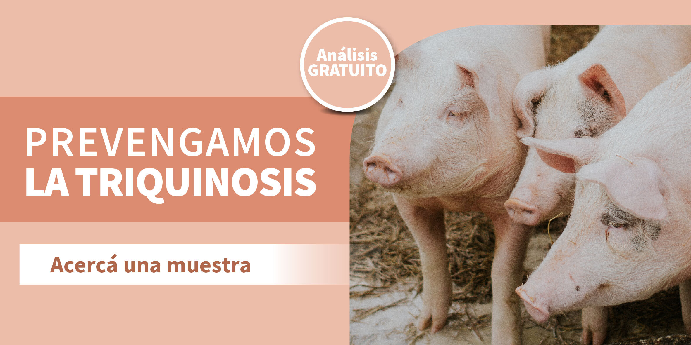 Desde Bromatología instan a realizar el análisis gratuito de triquinosis