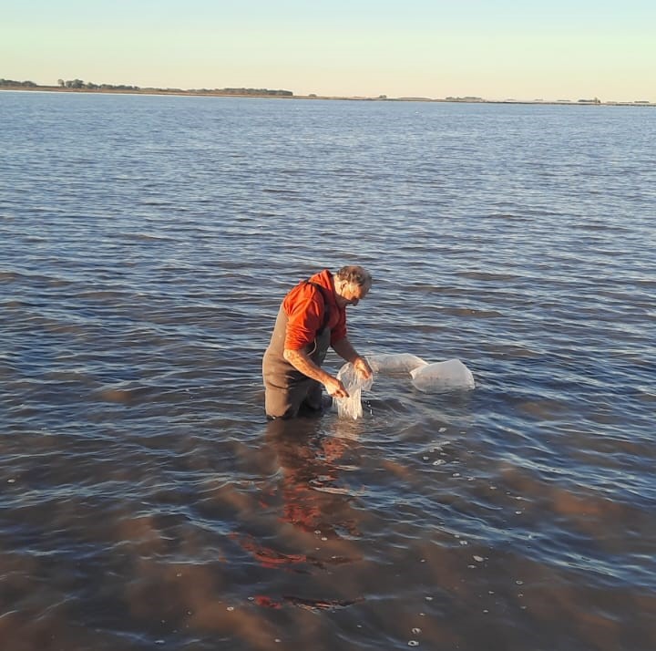 Se realizó la siembra de alevines de pejerrey en lagunas del Distrito