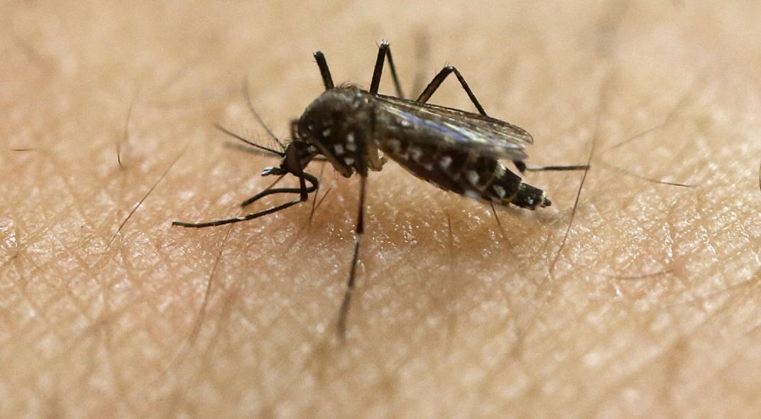 Recomendaciones para la prevención del Dengue