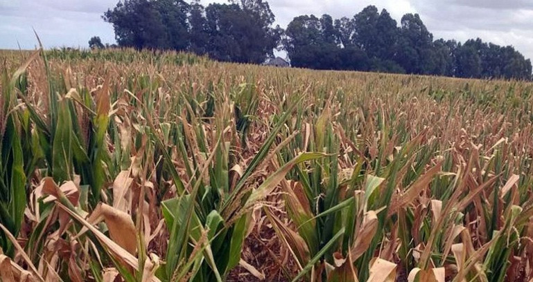 Se declaró en emergencia agropecuaria al Distrito de Lincoln