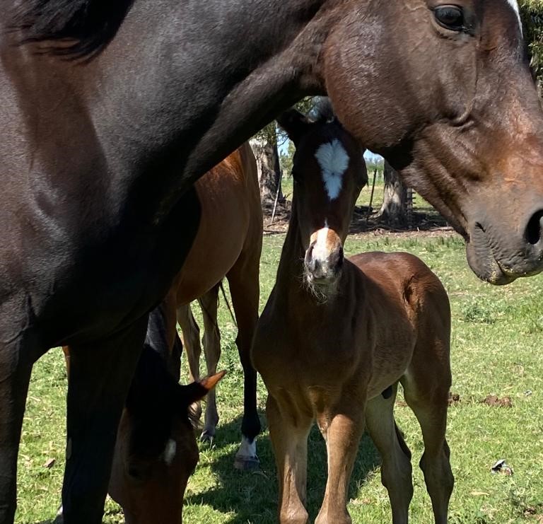 Senasa dispuso alerta sanitaria por un virus que afecta a caballos y se contagia a las personas
