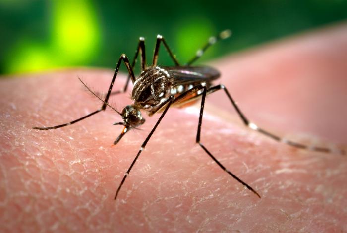 El descacharreo, fundamental para la prevención del Dengue