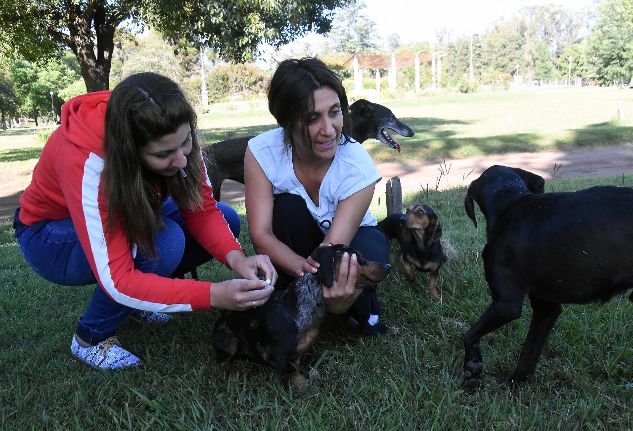 Iniciativa protenencia de perros durante las noches de carnaval
