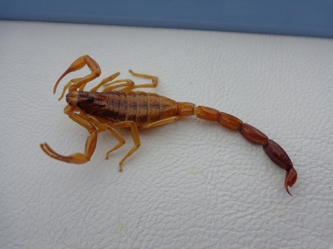 Se recomienda extremar cuidados ante la posible presencia de alacranes